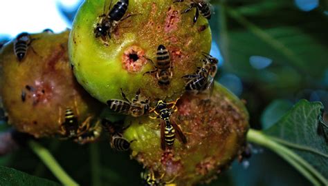 wasps and fig fruit